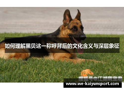 如何理解黑贝这一称呼背后的文化含义与深层象征